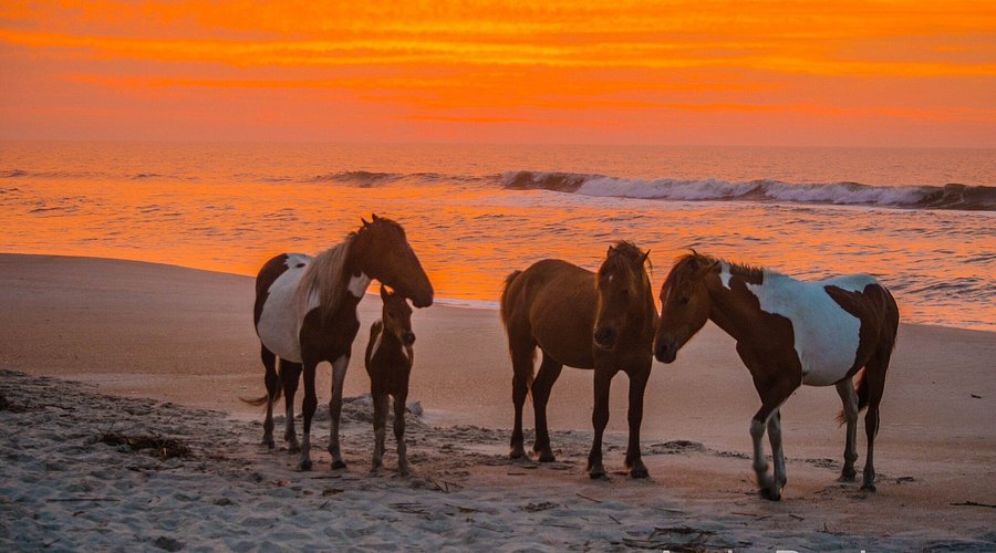 Assateague Island, Maryland and Virginia