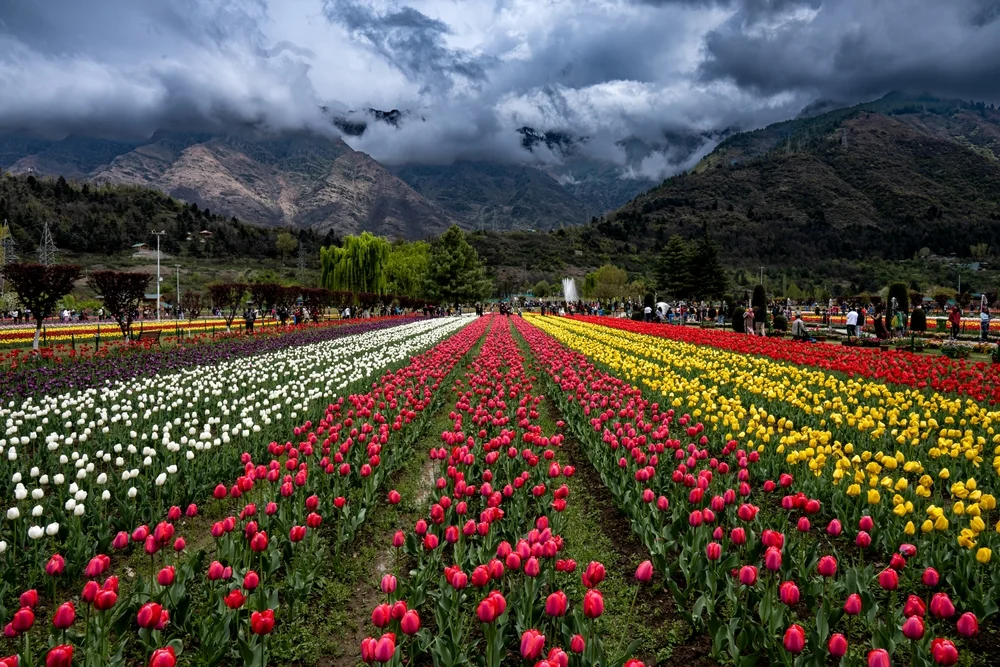 Tulip Garden Kashmir India Tulip Garden Kashmir India