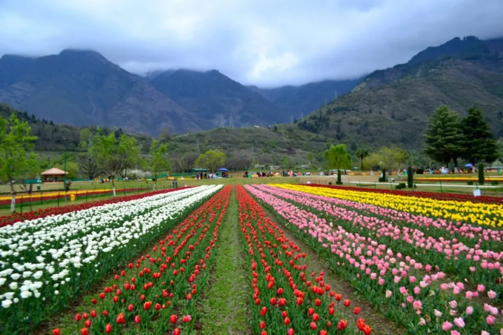 Kashmir in April 2026: Tulip Season Travel Guide