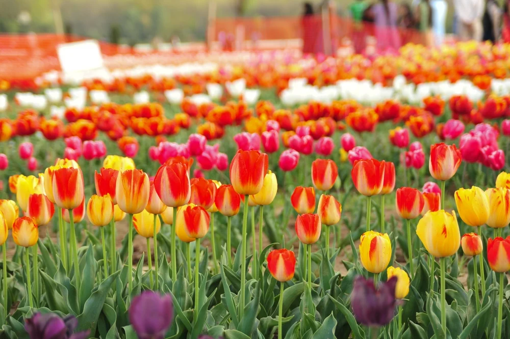 Tulip Garden Kashmir India Tulip Garden Kashmir India