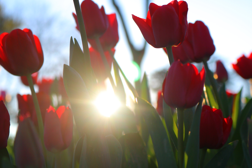 Tulip Flowers Tulip Flowers